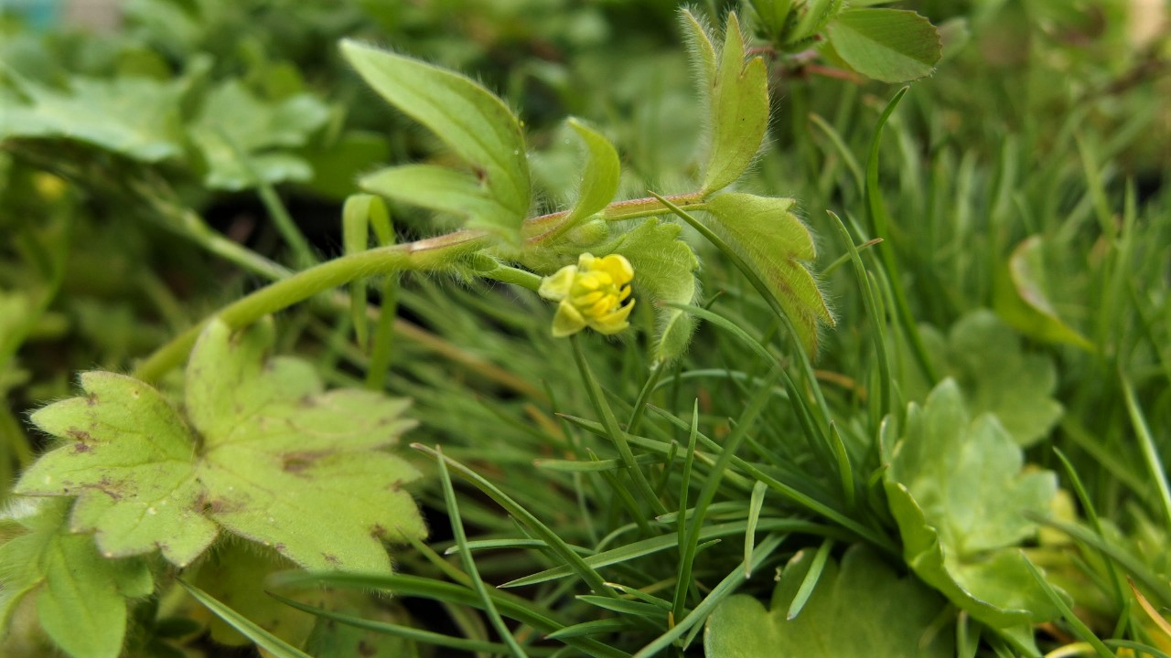 Ranunculus parviflorus (door Sipke Gonggrijp)