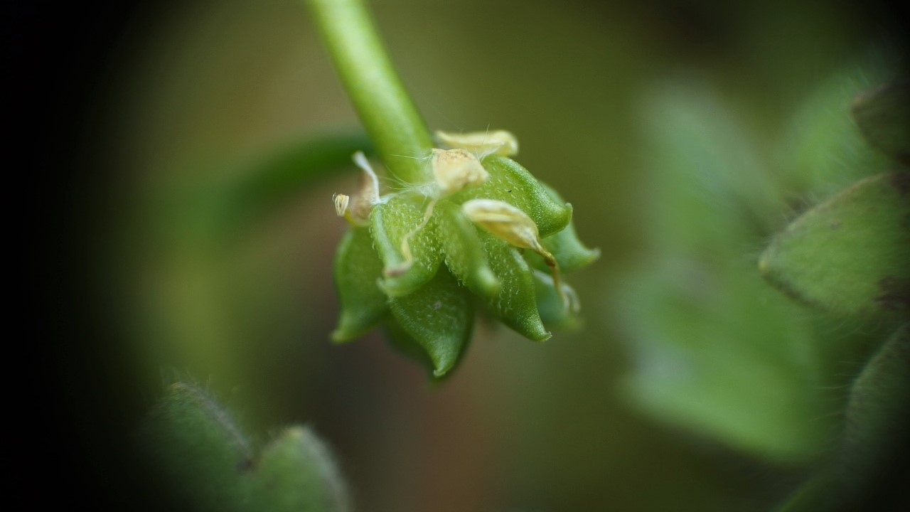 Ranunculus parviflorus (door Sipke Gonggrijp)
