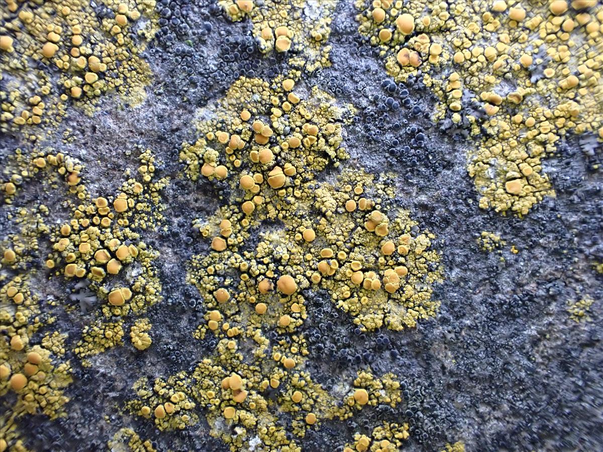 Flavoplaca maritima (door Laurens Sparrius)