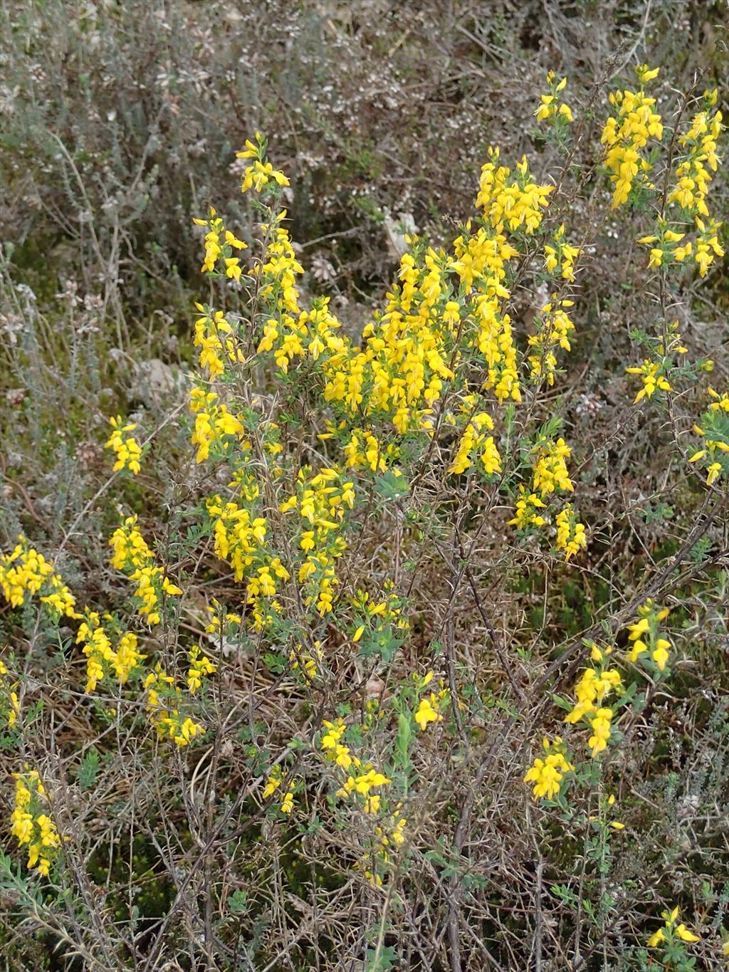 Genista anglica (door Adrie van Heerden)