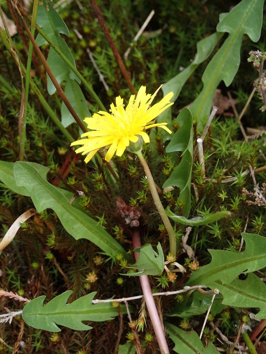 Taraxacum sect. Celtica (door Adrie van Heerden)