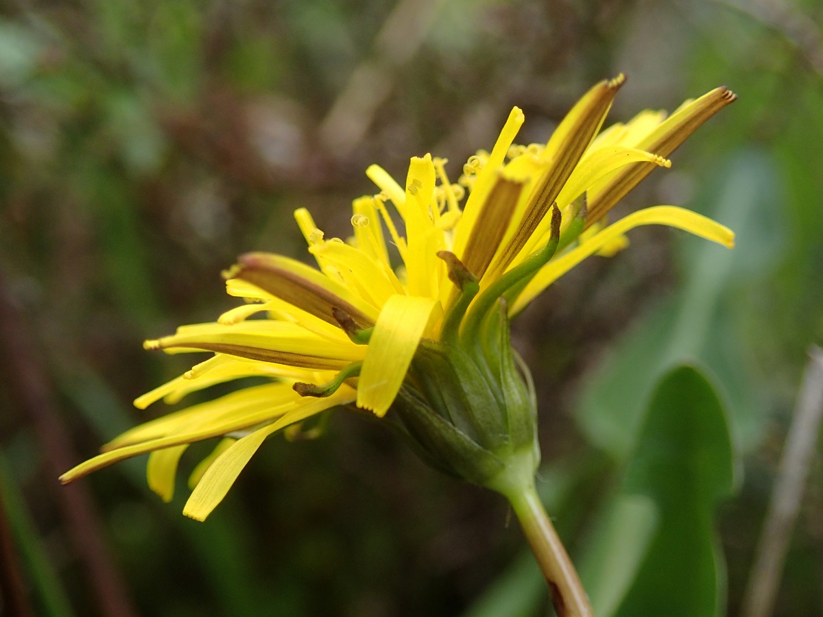 Taraxacum sect. Celtica (door Adrie van Heerden)