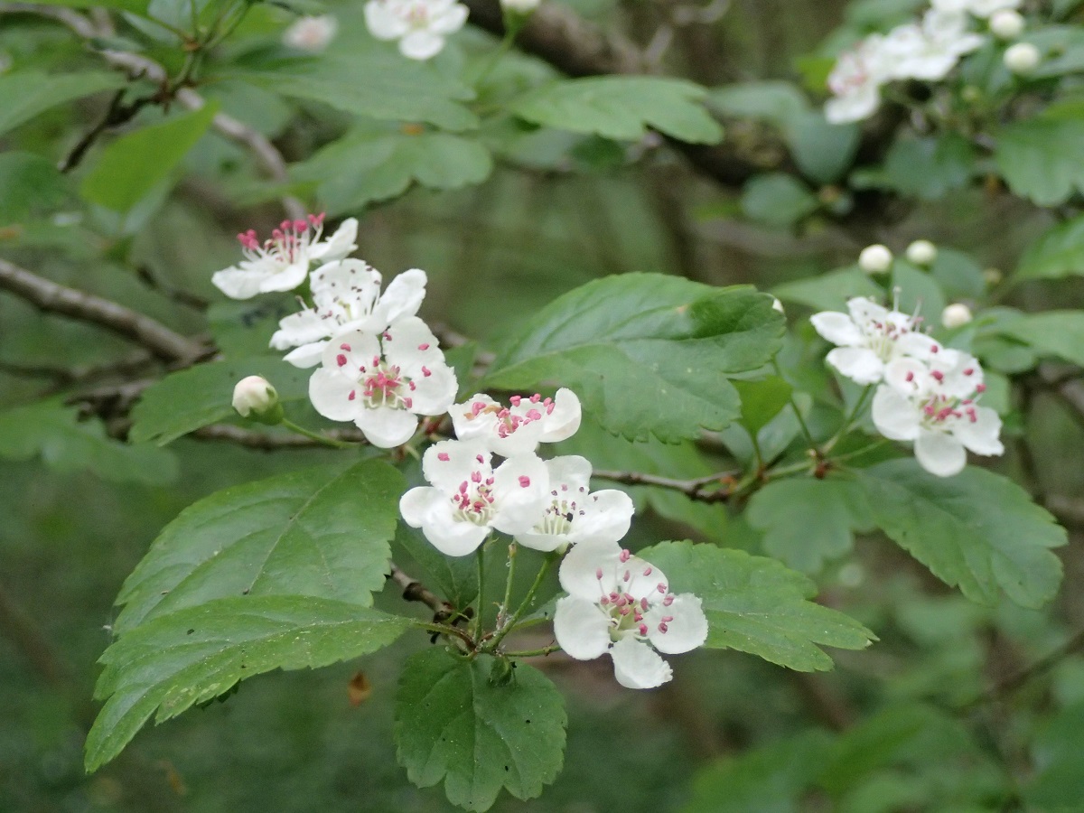 Crataegus laevigata (door Adrie van Heerden)