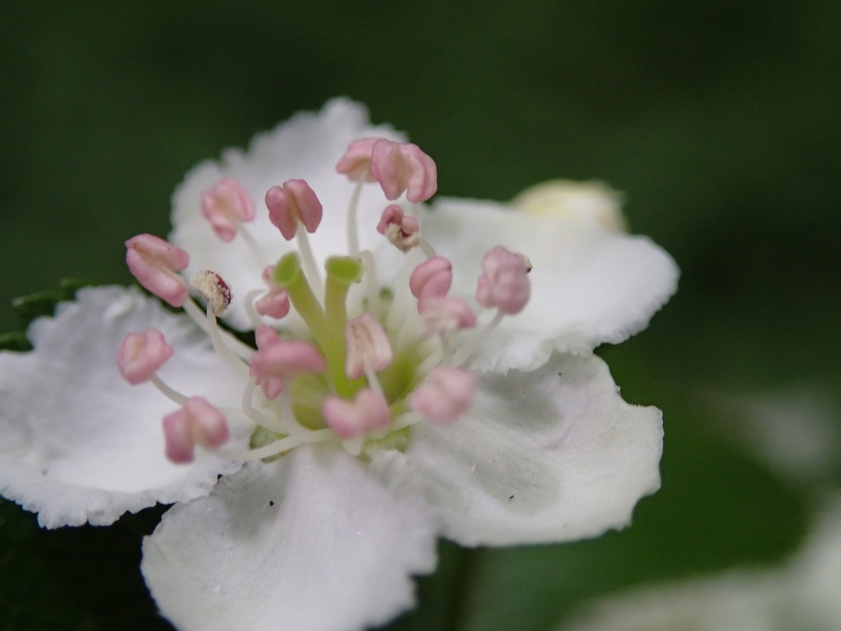 Crataegus laevigata (door Adrie van Heerden)