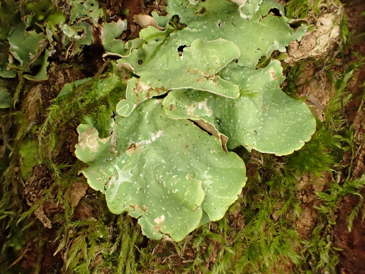 Cetrelia cetrarioides (door Sander van Zon)