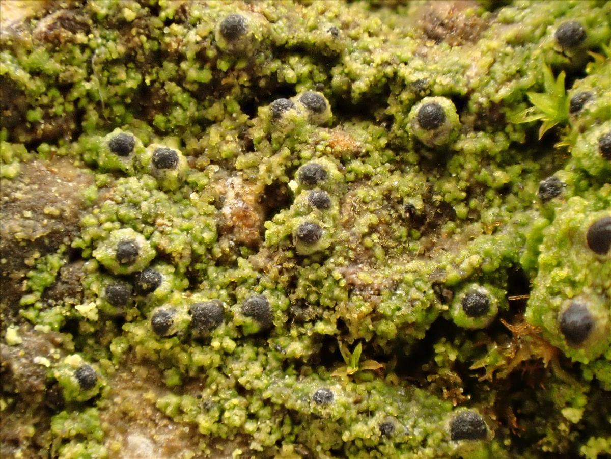 Normandina acroglypta (door Matthijs Molenaar)