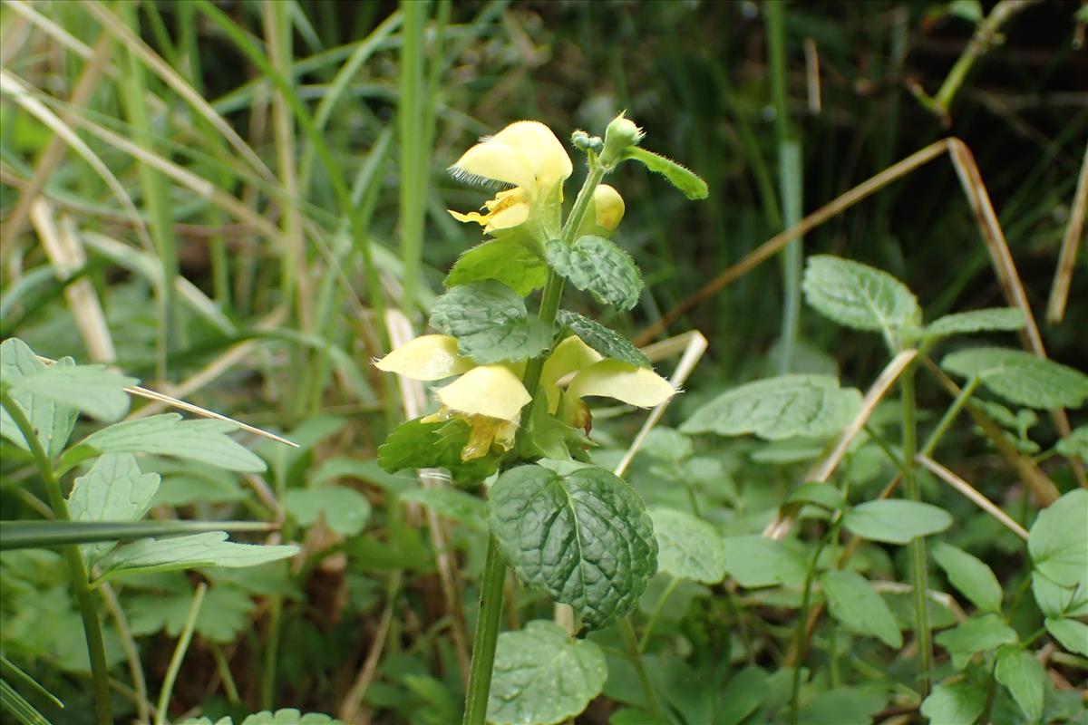 Lamiastrum galeobdolon subsp. galeobdolon (door Stef van Walsum)