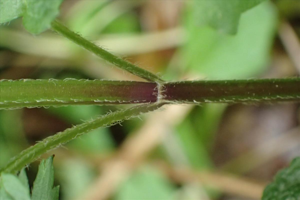 Lamiastrum galeobdolon subsp. galeobdolon (door Stef van Walsum)