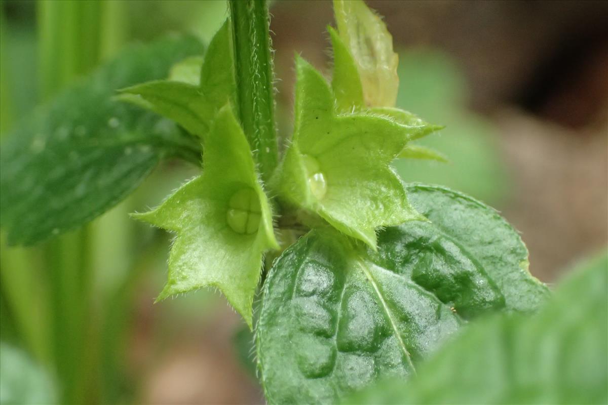 Lamiastrum galeobdolon subsp. galeobdolon (door Stef van Walsum)