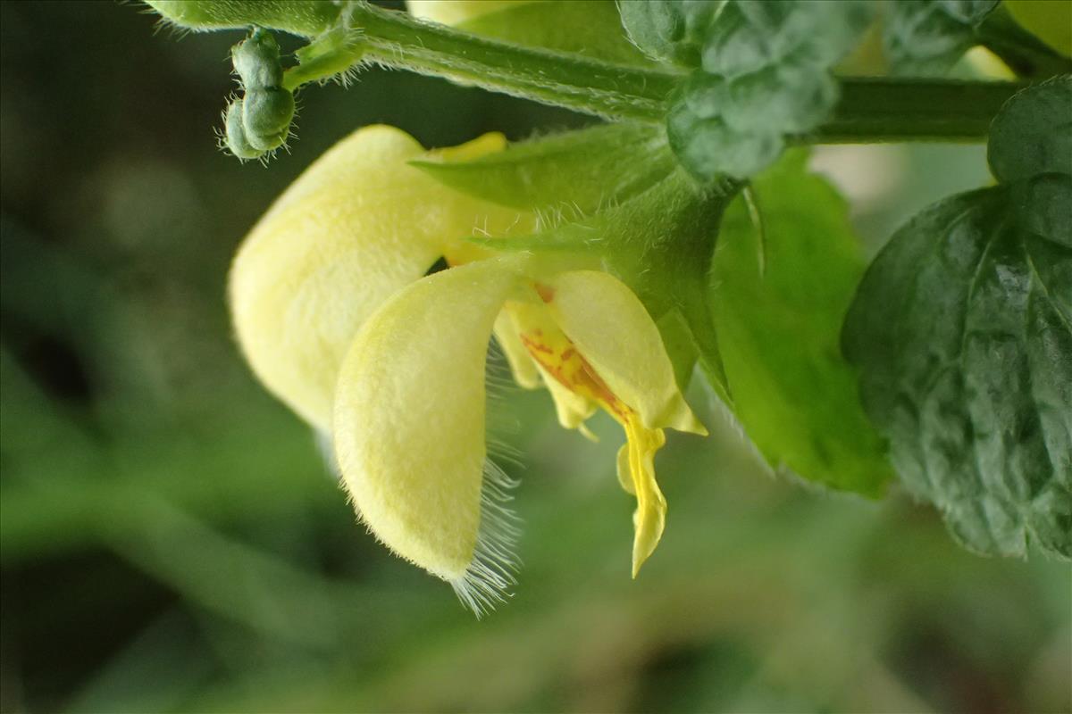 Lamiastrum galeobdolon subsp. galeobdolon (door Stef van Walsum)