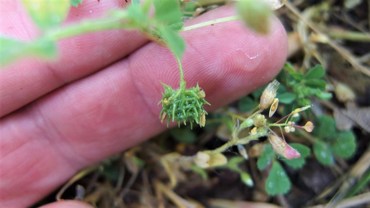 Medicago truncatula (door Sipke Gonggrijp)