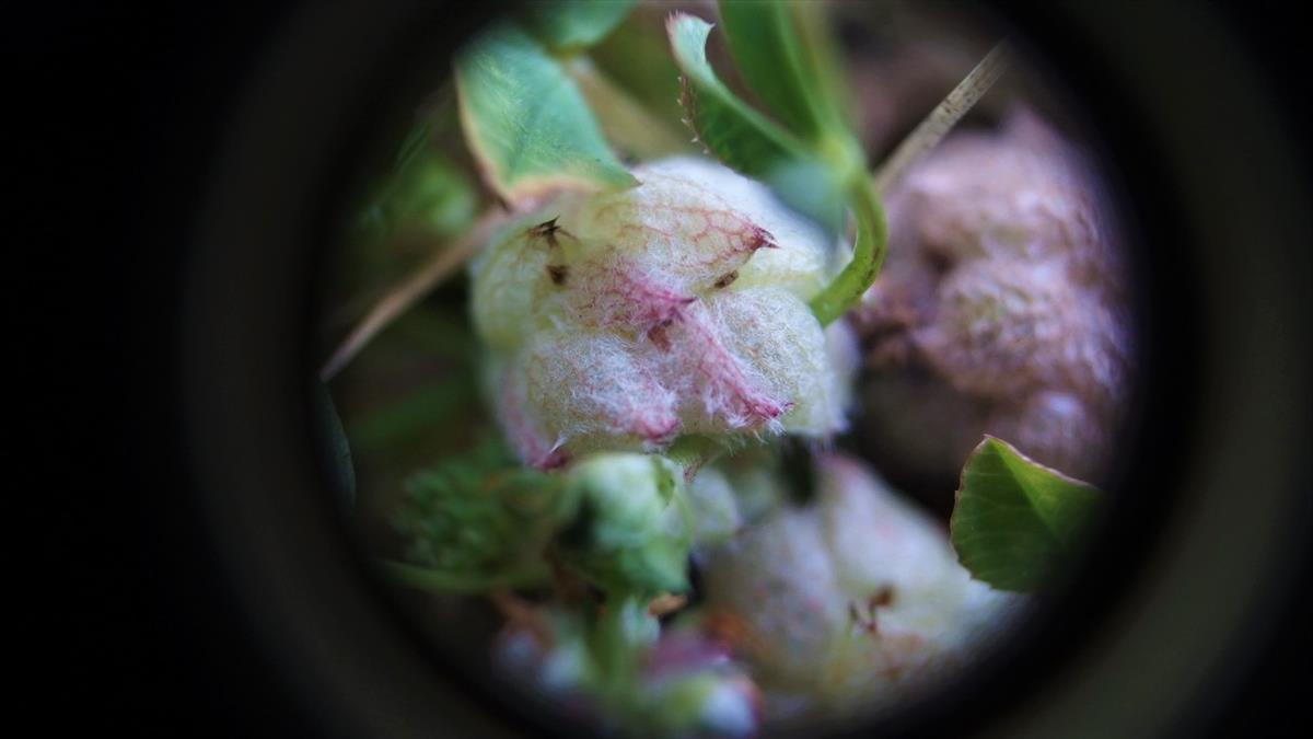 Trifolium tomentosum (door Sipke Gonggrijp)