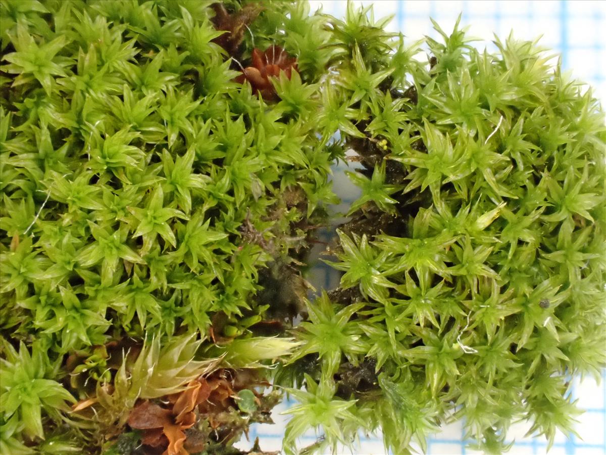 Zygodon rupestris (door Lukas Verboom)