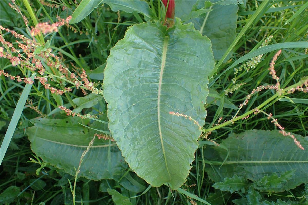 Rumex cristatus (door Sipke Gonggrijp)