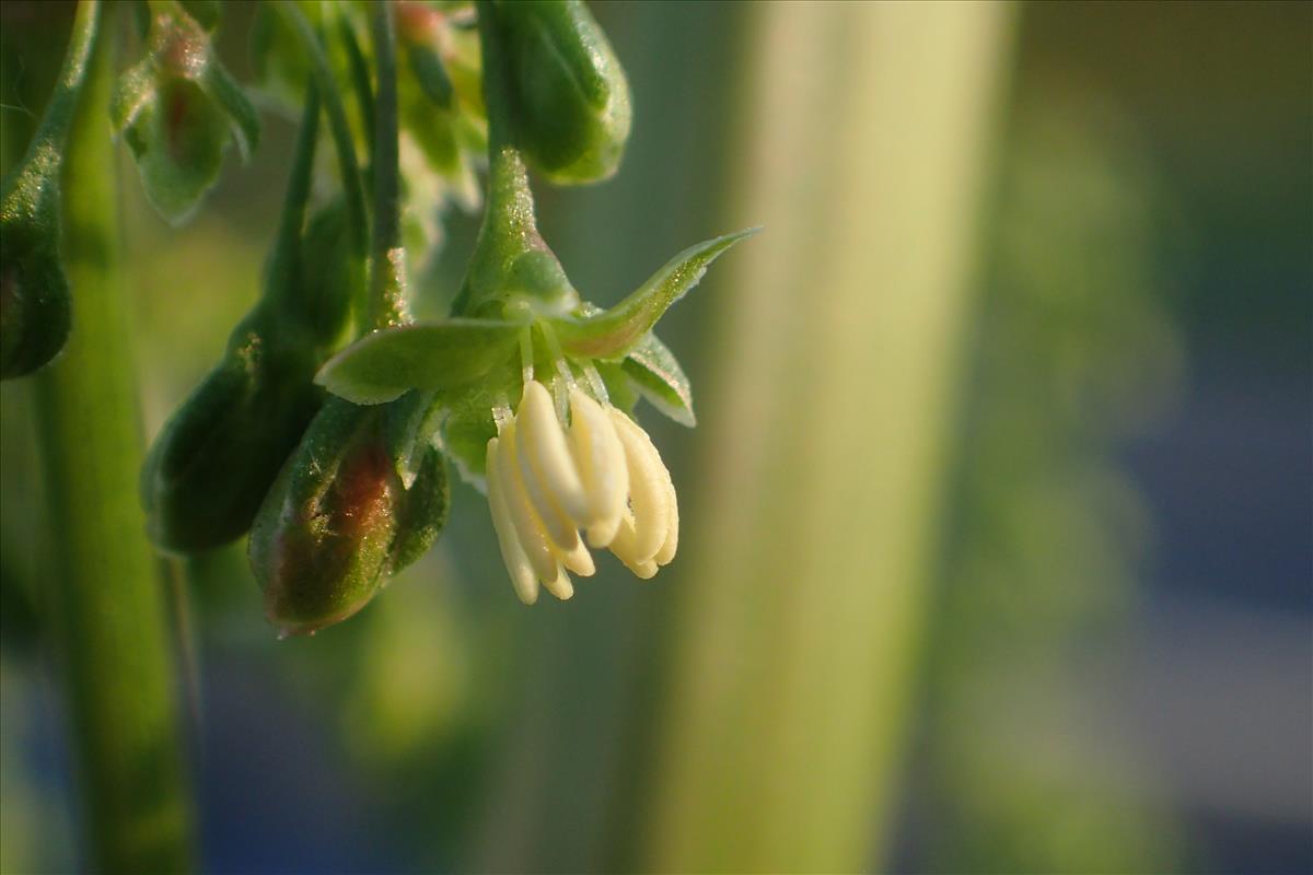 Rumex cristatus (door Sipke Gonggrijp)