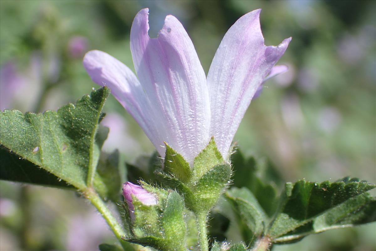 Malva pseudolavatera (door Sipke Gonggrijp)