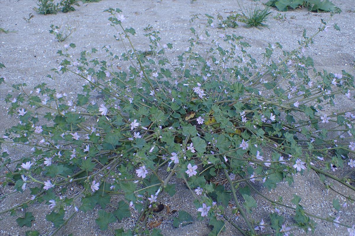 Malva pseudolavatera (door Sipke Gonggrijp)