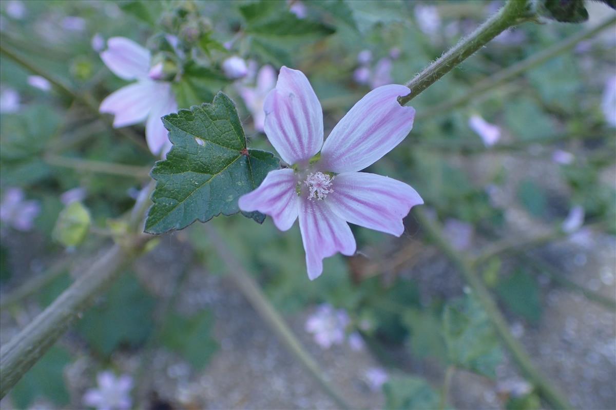 Malva pseudolavatera (door Sipke Gonggrijp)