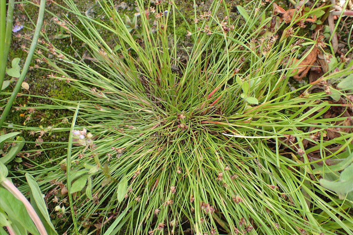 Juncus bulbosus subsp. kochii (door Sipke Gonggrijp)