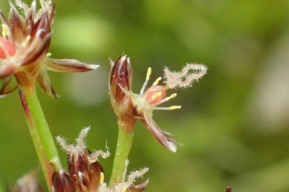 Juncus bulbosus subsp. kochii (door Sipke Gonggrijp)