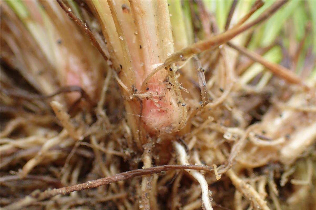 Juncus bulbosus subsp. kochii (door Sipke Gonggrijp)