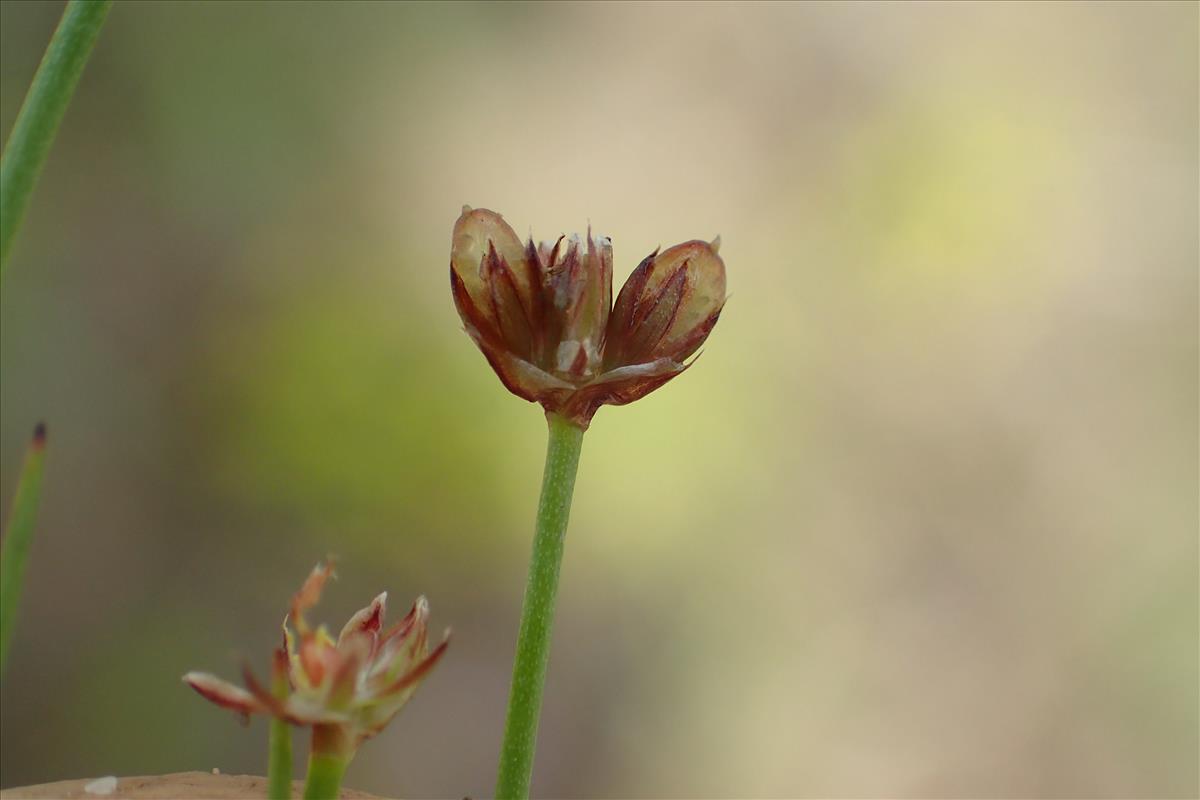 Juncus bulbosus subsp. kochii (door Sipke Gonggrijp)