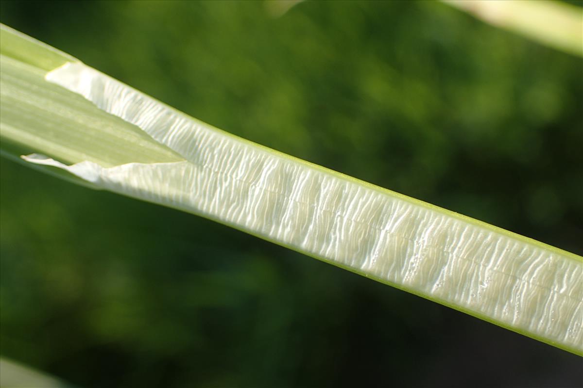 Carex vulpina (door Stef van Walsum)