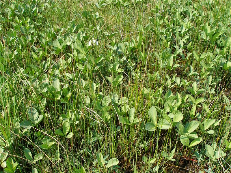 Menyanthes trifoliata (door Piet Bremer )