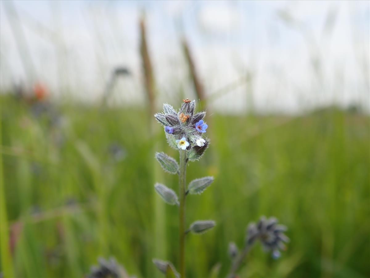 Myosotis discolor subsp. dubia (door Edwin Dijkhuis)