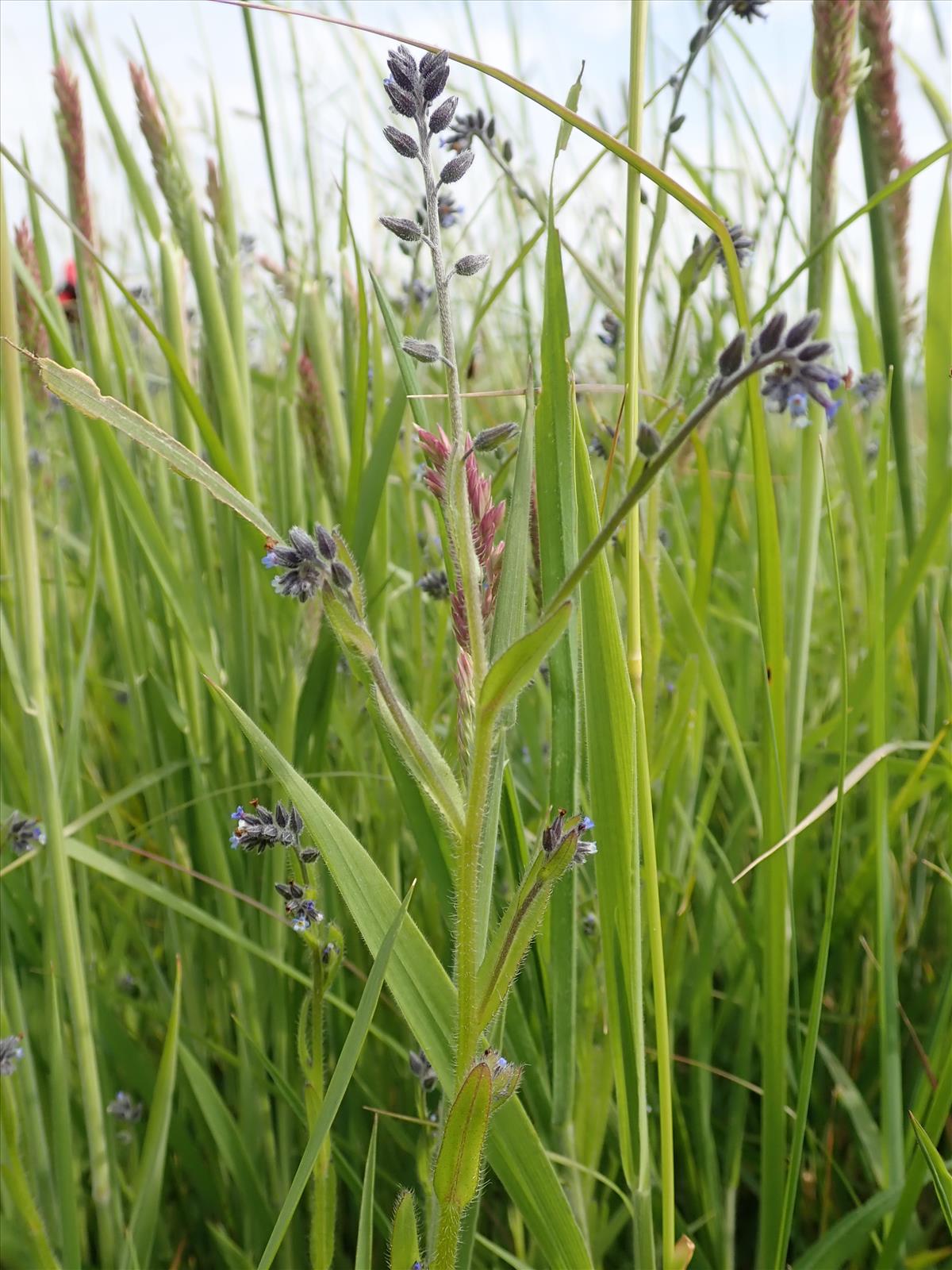 Myosotis discolor subsp. dubia (door Edwin Dijkhuis)