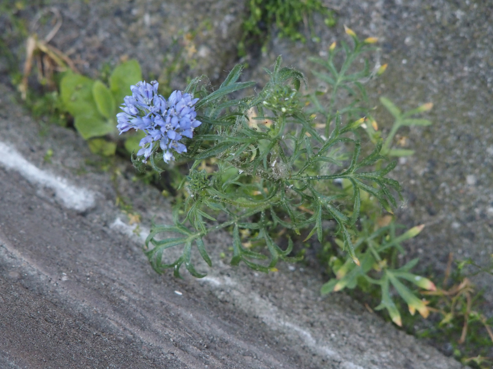 Gilia capitata (door Willemien Troelstra)