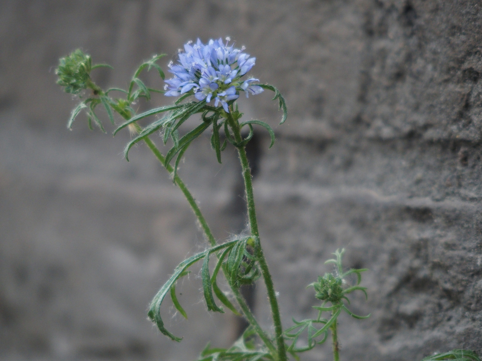 Gilia capitata (door Willemien Troelstra)