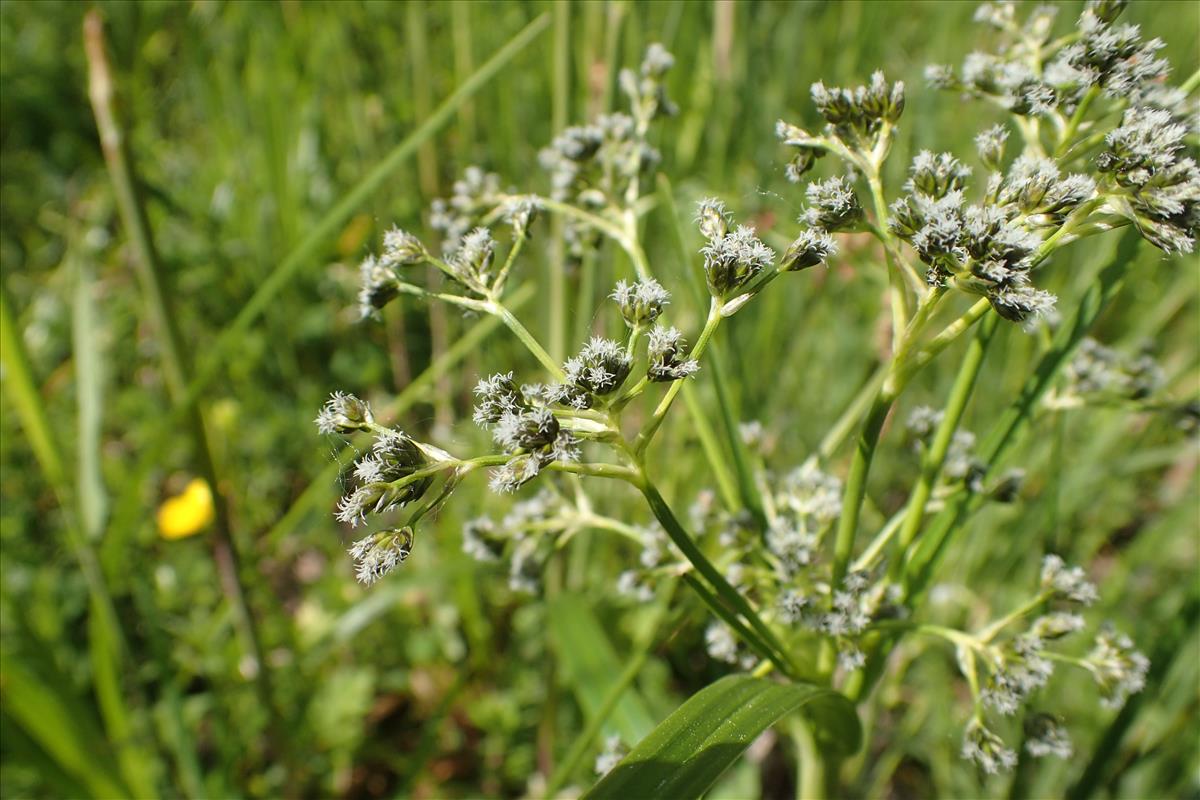 Scirpus sylvaticus (door Stef van Walsum)