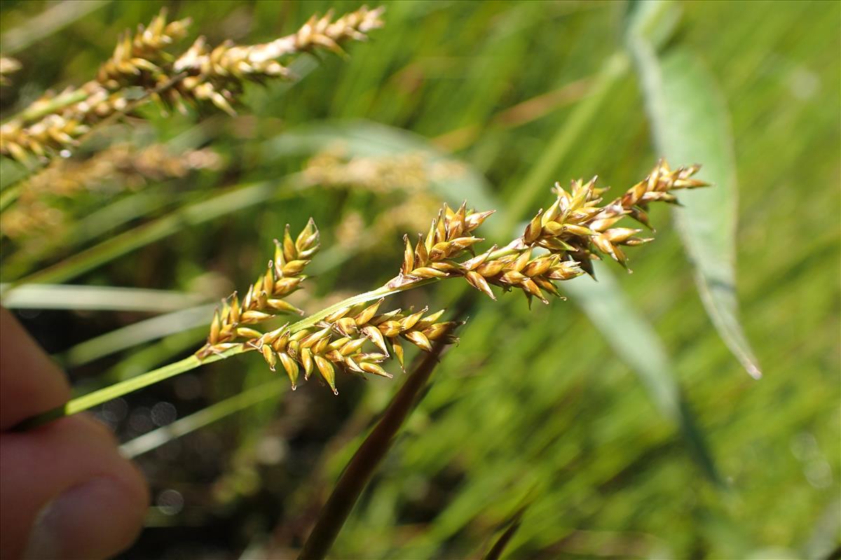 Carex elongata (door Stef van Walsum)