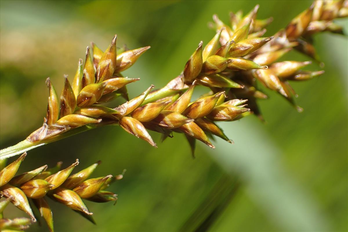 Carex elongata (door Stef van Walsum)