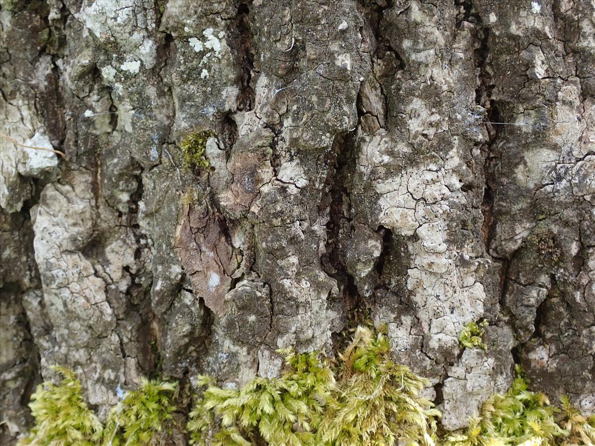Acrocordia gemmata (door Lukas Verboom)