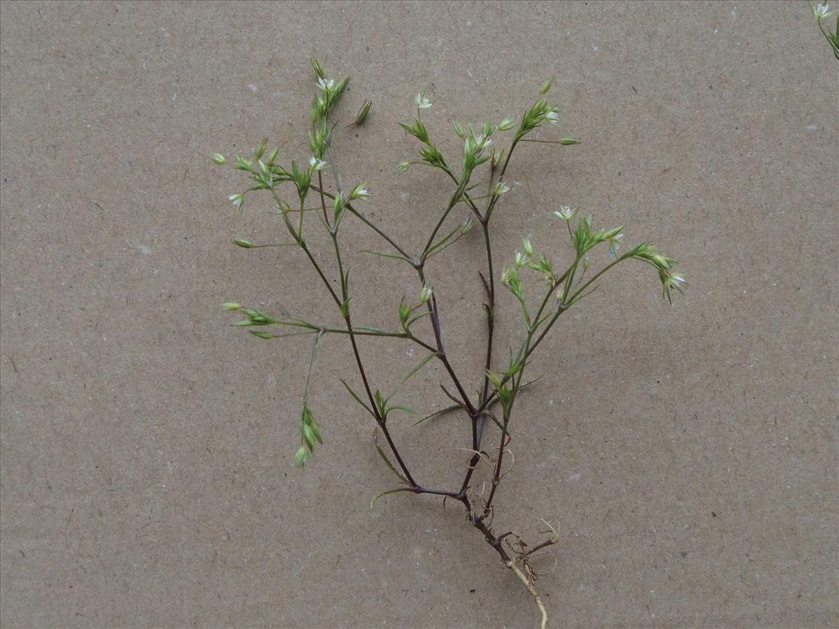Sabulina tenuifolia (door Willemien Troelstra)