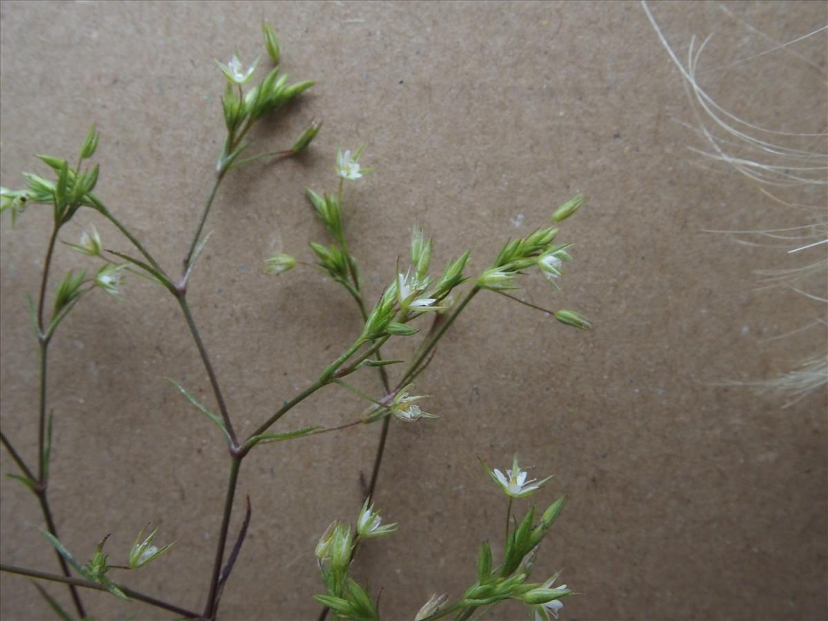 Sabulina tenuifolia (door Willemien Troelstra)