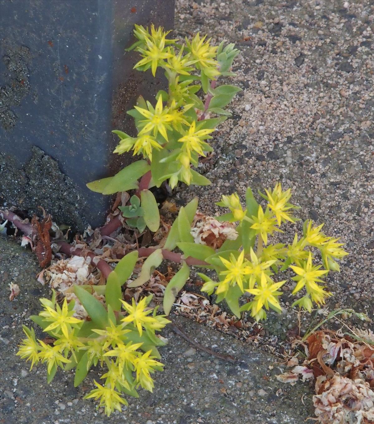 Sedum sarmentosum (door Willemien Troelstra)