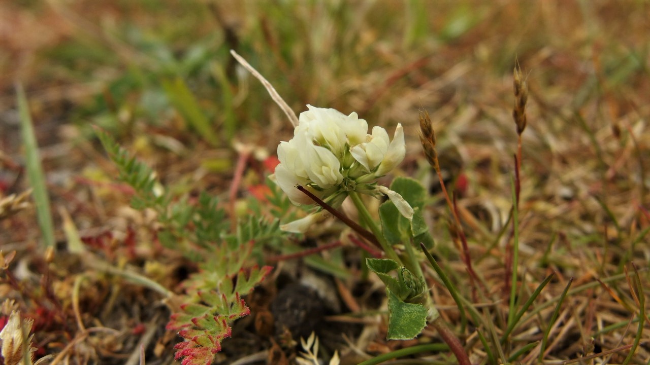 Trifolium nigrescens (door Sipke Gonggrijp)