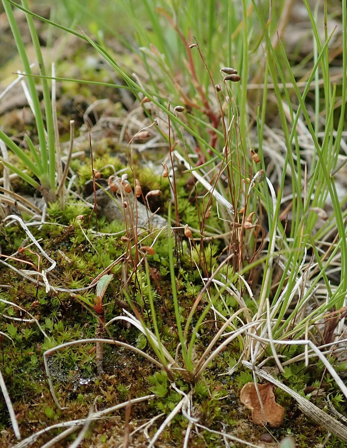 Bryum knowltonii (door Koos van der Vaart)