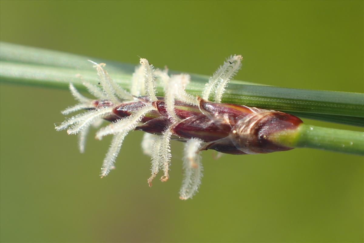 Eleocharis uniglumis (door Stef van Walsum)