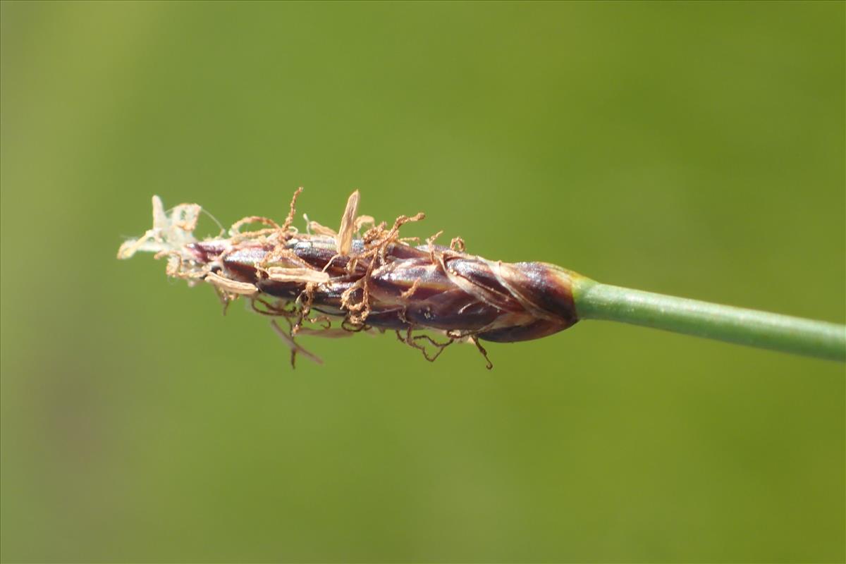 Eleocharis uniglumis (door Stef van Walsum)