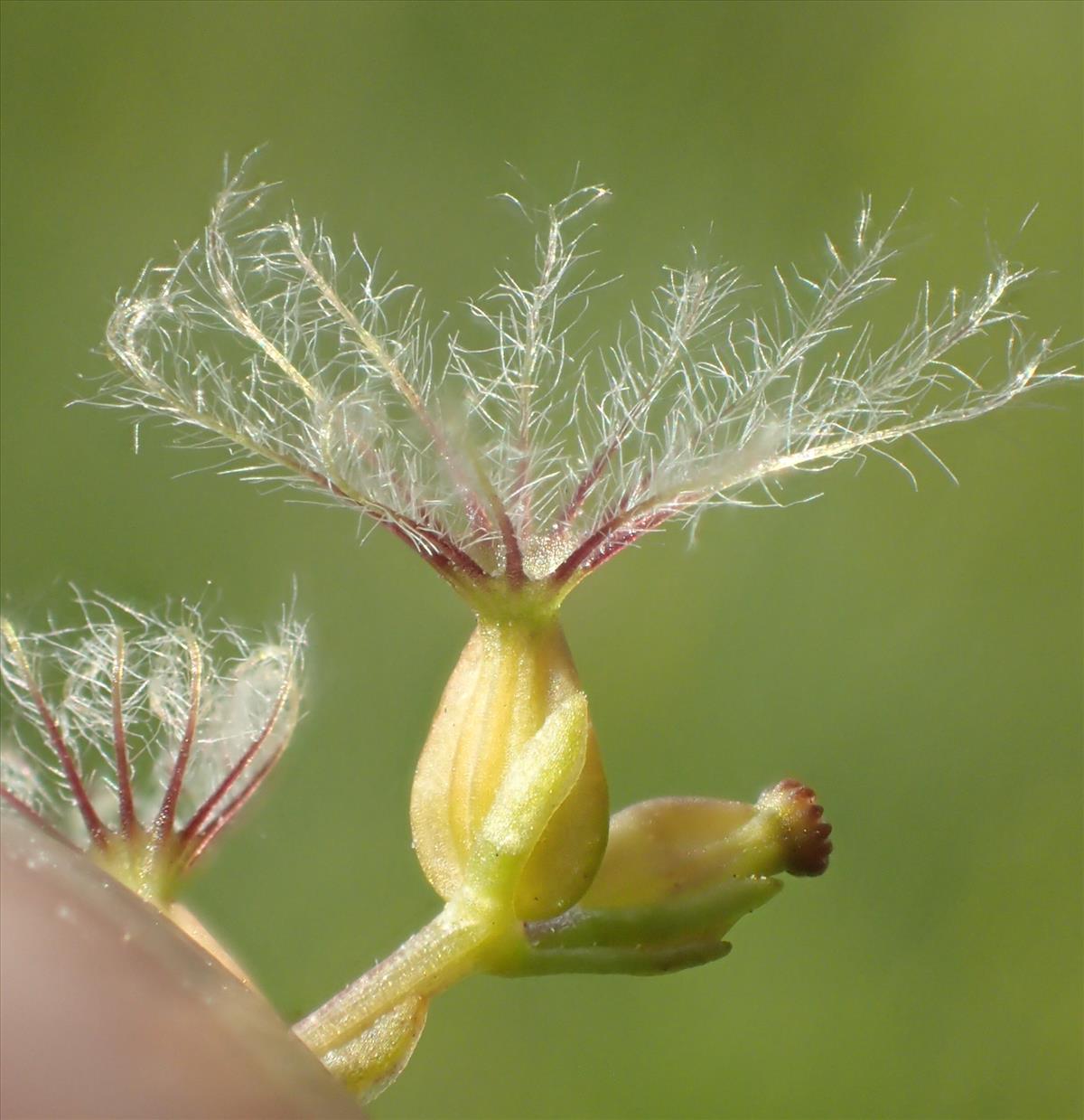 Valeriana dioica (door Stef van Walsum)
