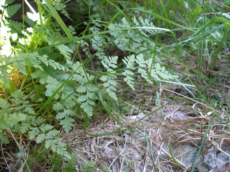 Cystopteris fragilis (door Piet Bremer )