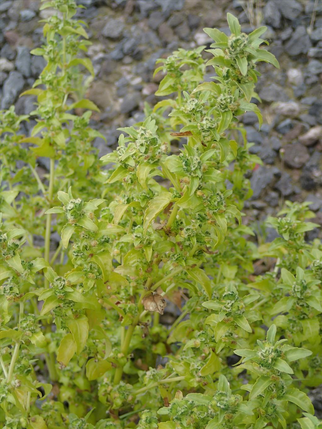 Mercurialis annua (door Adrie van Heerden)