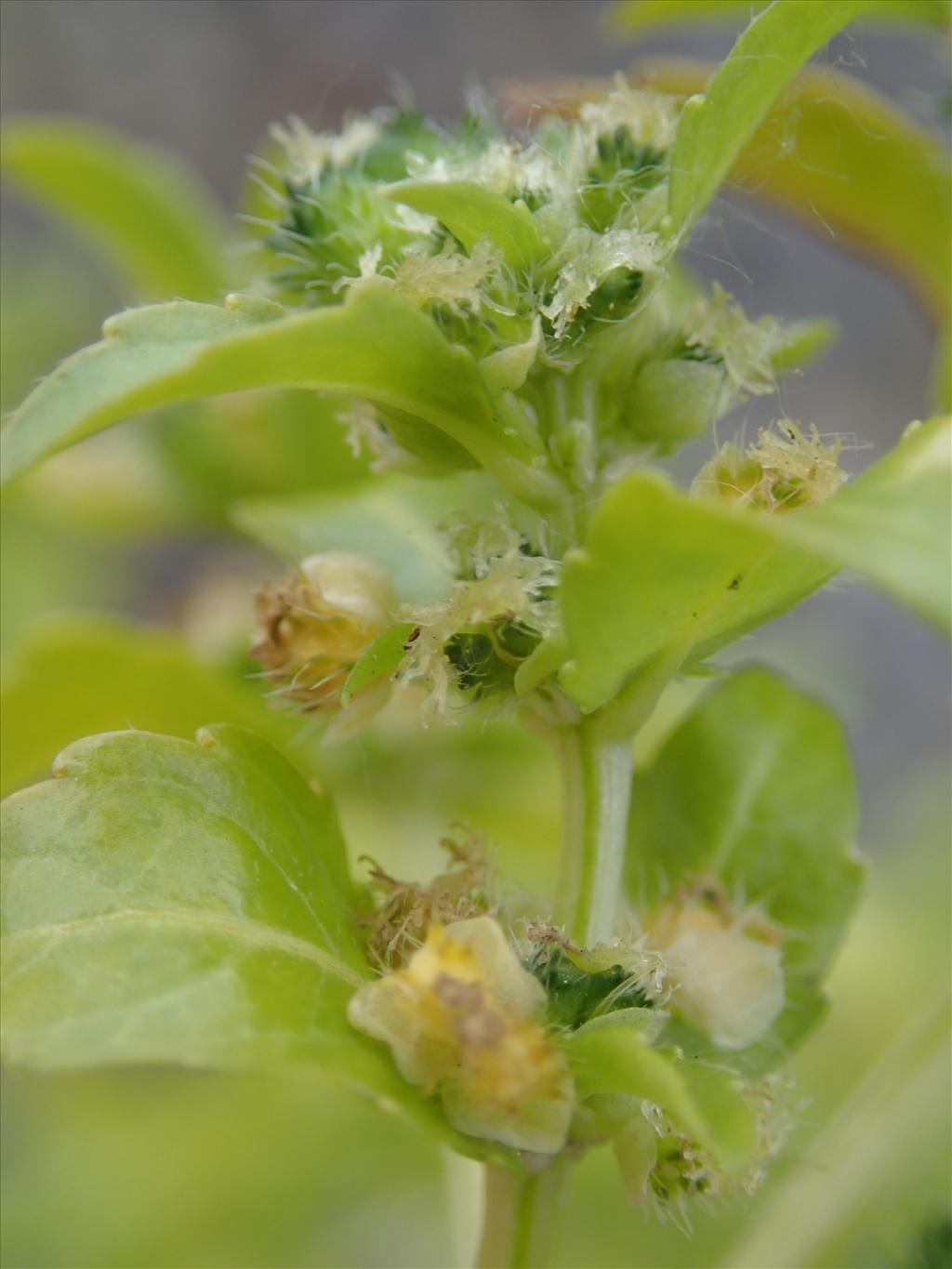 Mercurialis annua (door Adrie van Heerden)