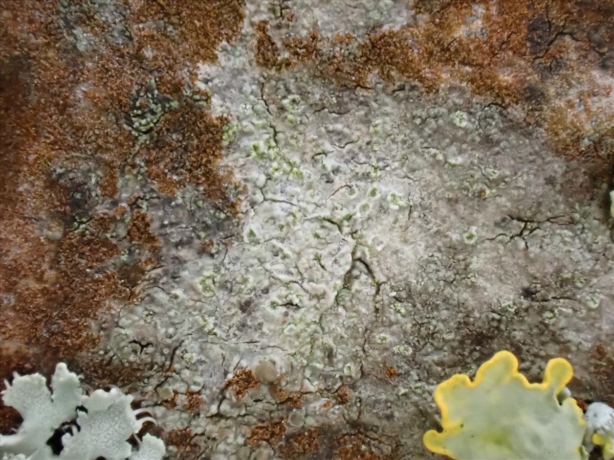 Coppinsiella ulcerosa (door Lukas Verboom)