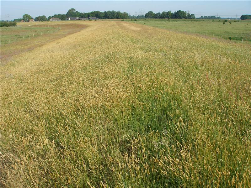 Anthoxanthum odoratum (door Piet Bremer )