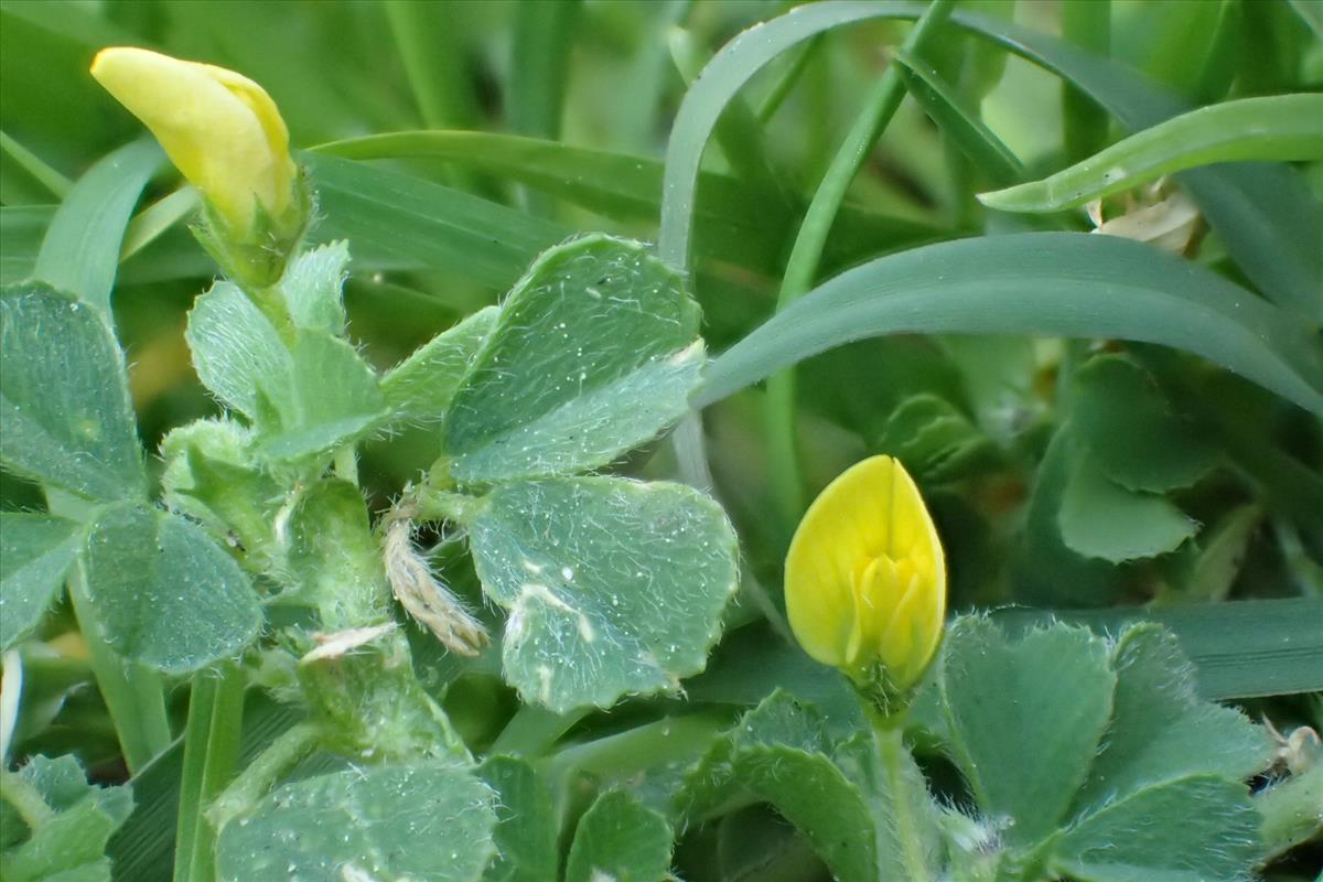 Medicago rigidula (door Sipke Gonggrijp)